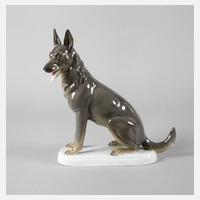 Tettau Schäferhund111