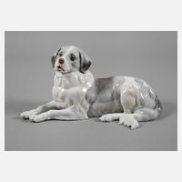 Thüringen Berner Sennenhund111