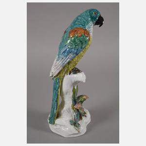 Thüringen Paar große Papageien