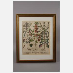 Konvolut Pflanzendarstellungen