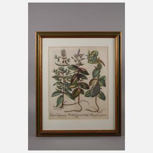 Konvolut Pflanzendarstellungen