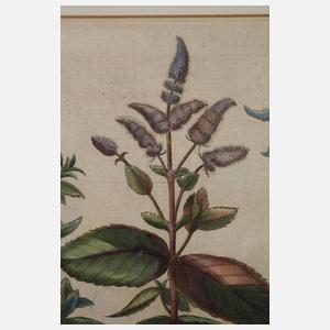 Konvolut Pflanzendarstellungen