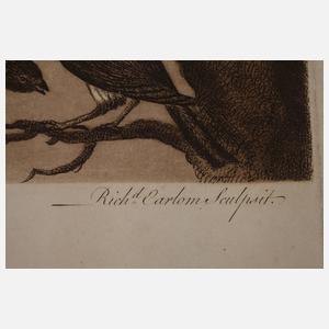 Richard Earlom, "Ein Konzert der Vögel"