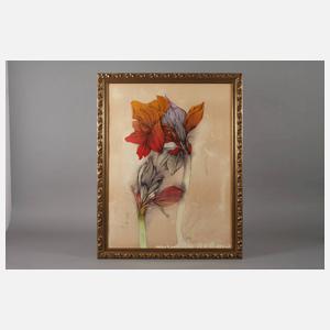 Bruno Bruni, Amaryllis