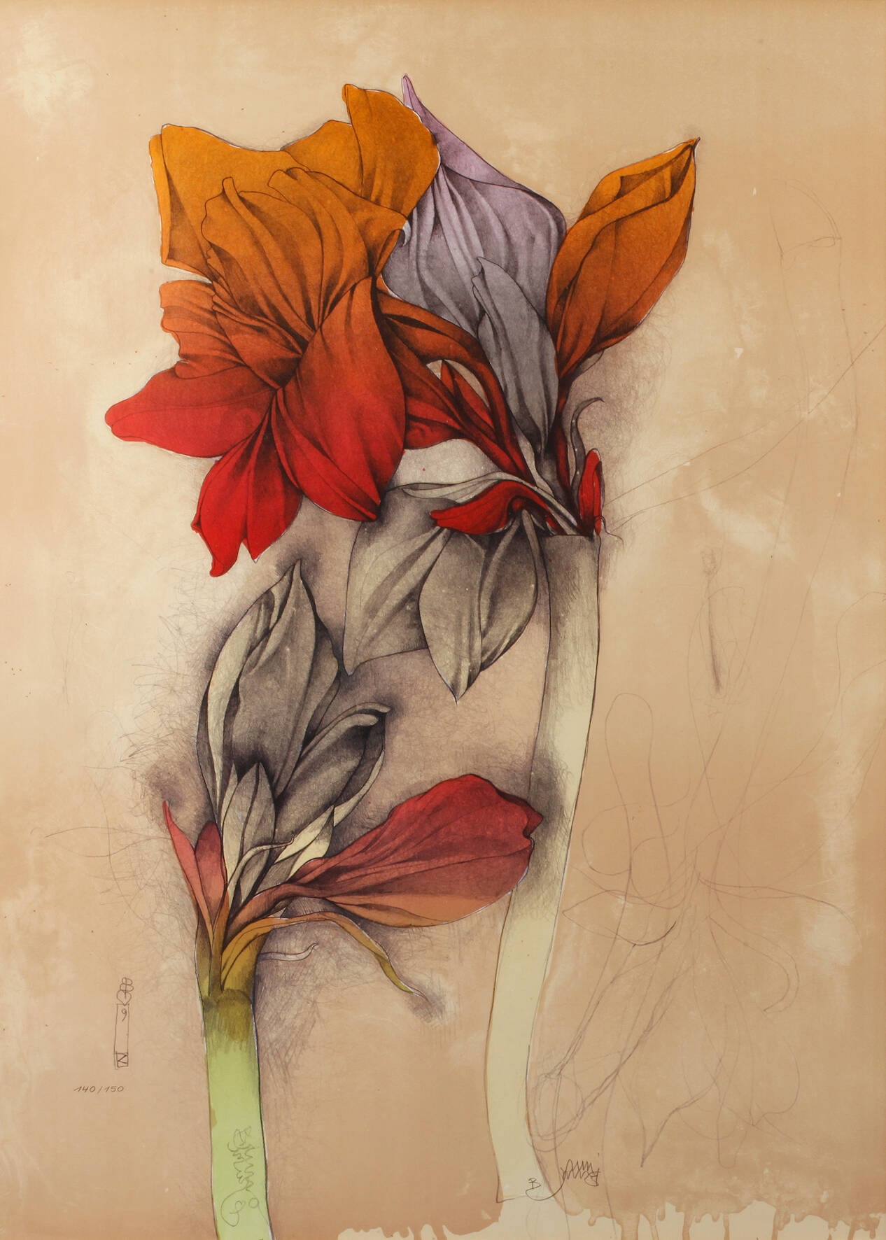 Bruno Bruni, Amaryllis