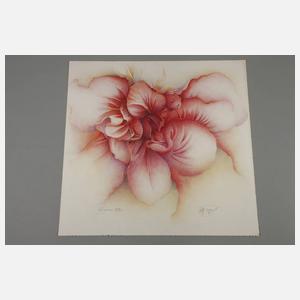 Wolfgang Fratscher, "Rogáceae"