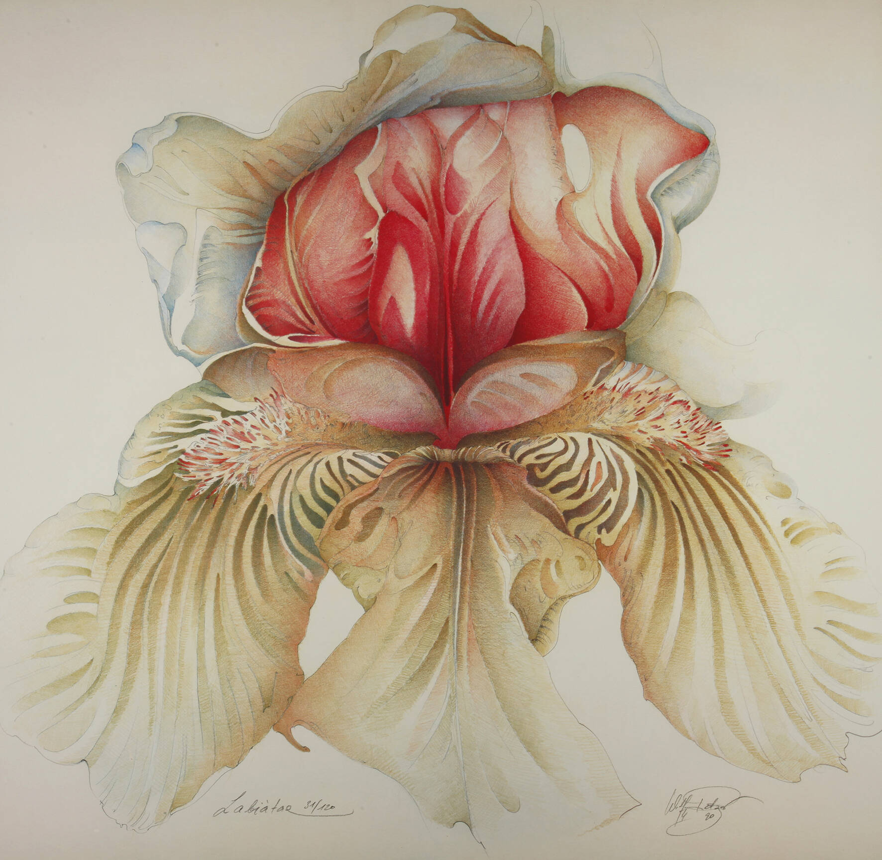 Wolfgang Fratscher, "Labiatae"