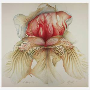 Wolfgang Fratscher, "Labiatae"