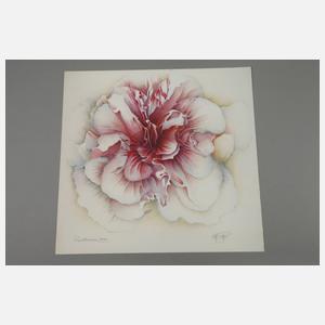 Wolfgang Fratscher, "Papillonáceae"