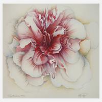 Wolfgang Fratscher, "Papillonáceae"111