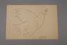 Pablo Picasso, Friedenstaube