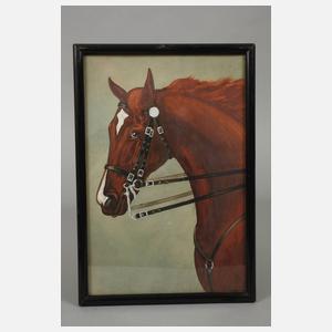 P. Fischer, Konvolut Pferdeportraits