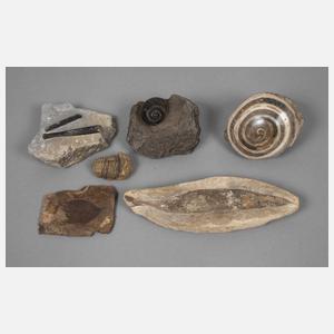 Sammlung Fossilien