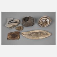 Sammlung Fossilien111