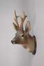 Jagdtrophäe