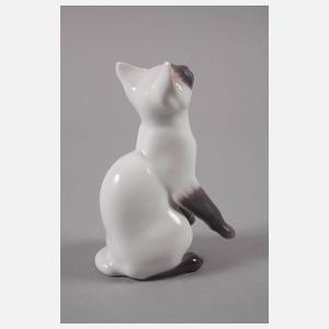 Kopenhagen "Siamkatze"