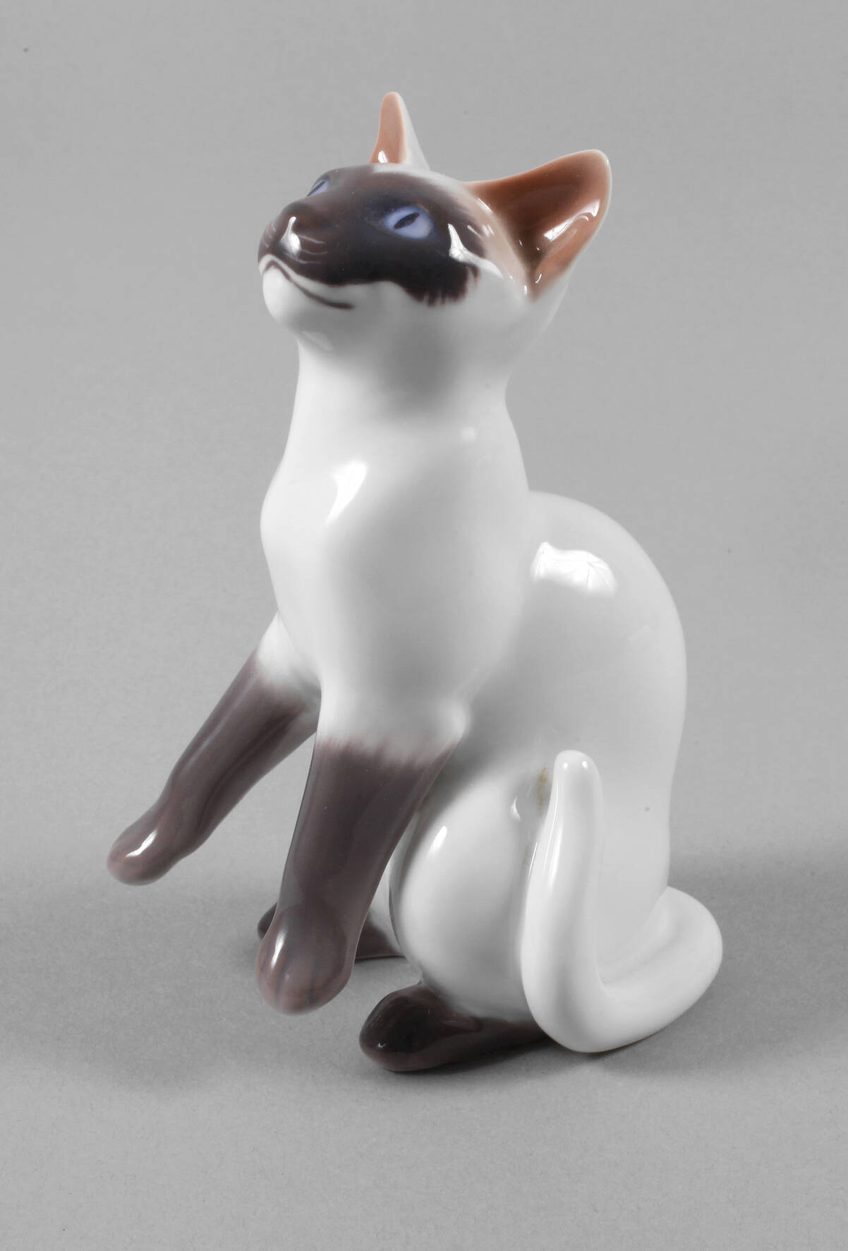 Kopenhagen "Siamkatze"