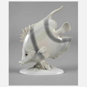 Metzler & Ortloff Ilmenau Zierfisch