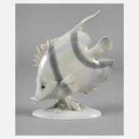 Metzler & Ortloff Ilmenau Zierfisch111