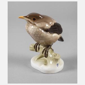 Nymphenburg "Amsel, jung"