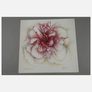 Wolfgang Fratscher " Papilionáceae"