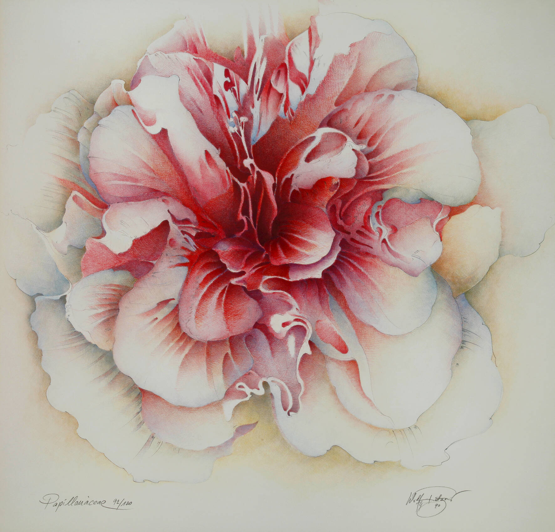 Wolfgang Fratscher " Papilionáceae"