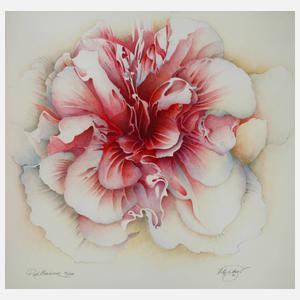 Wolfgang Fratscher " Papilionáceae"