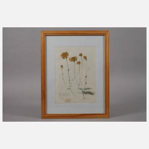 Prof. Albert Schaefer-Ast, Römische Kamille