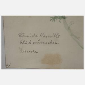 Prof. Albert Schaefer-Ast, Römische Kamille