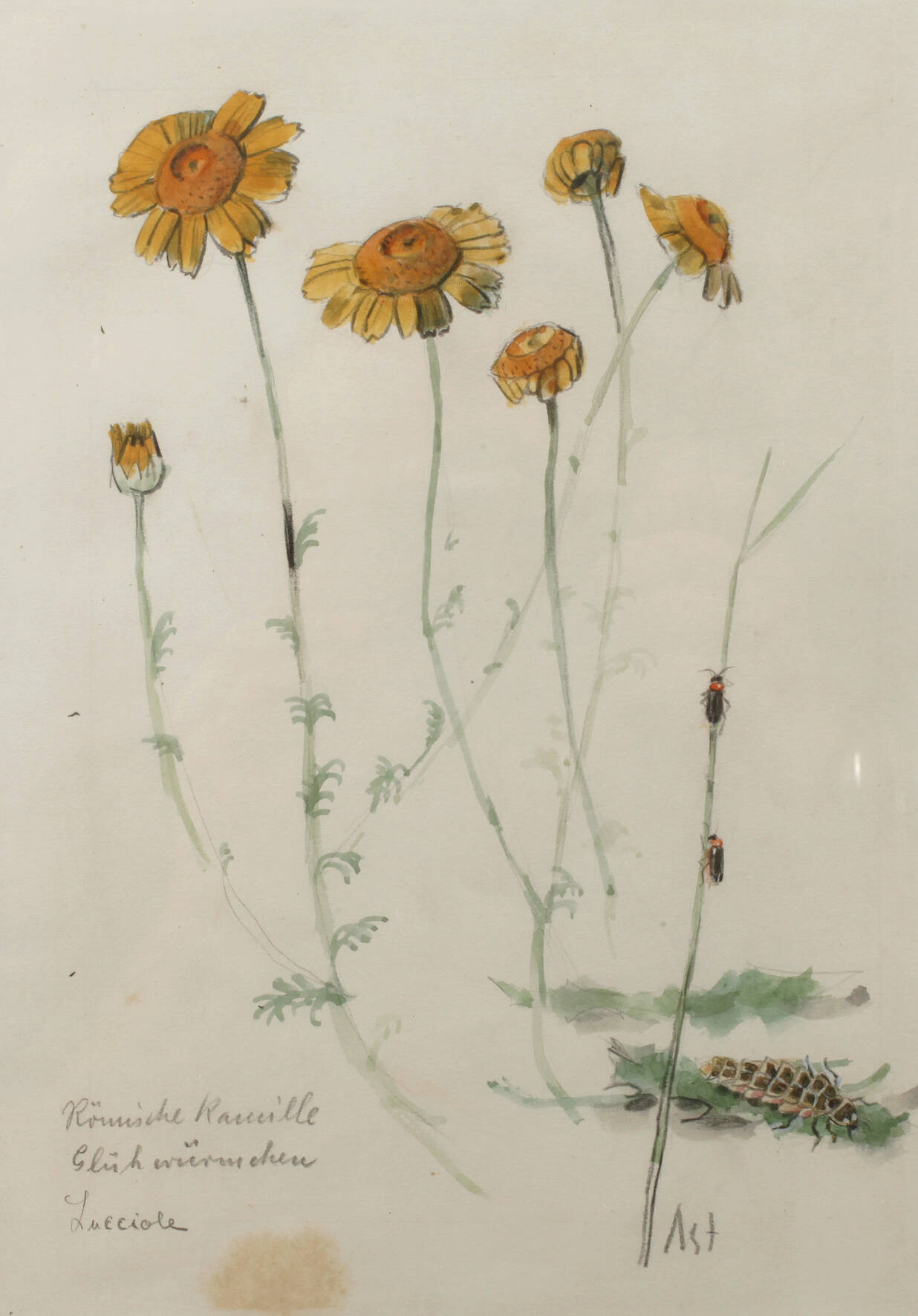 Prof. Albert Schaefer-Ast, Römische Kamille