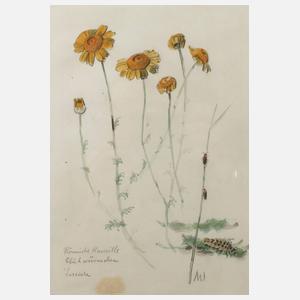 Prof. Albert Schaefer-Ast, Römische Kamille