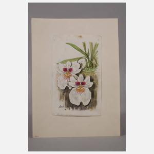 Prof. Albert Schaefer-Ast, Orchideenblüten