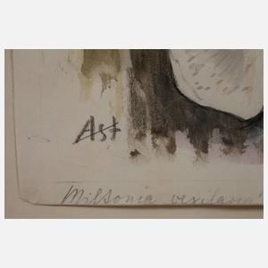 Prof. Albert Schaefer-Ast, Orchideenblüten