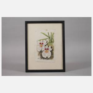 Prof. Albert Schaefer-Ast, Orchideenblüten