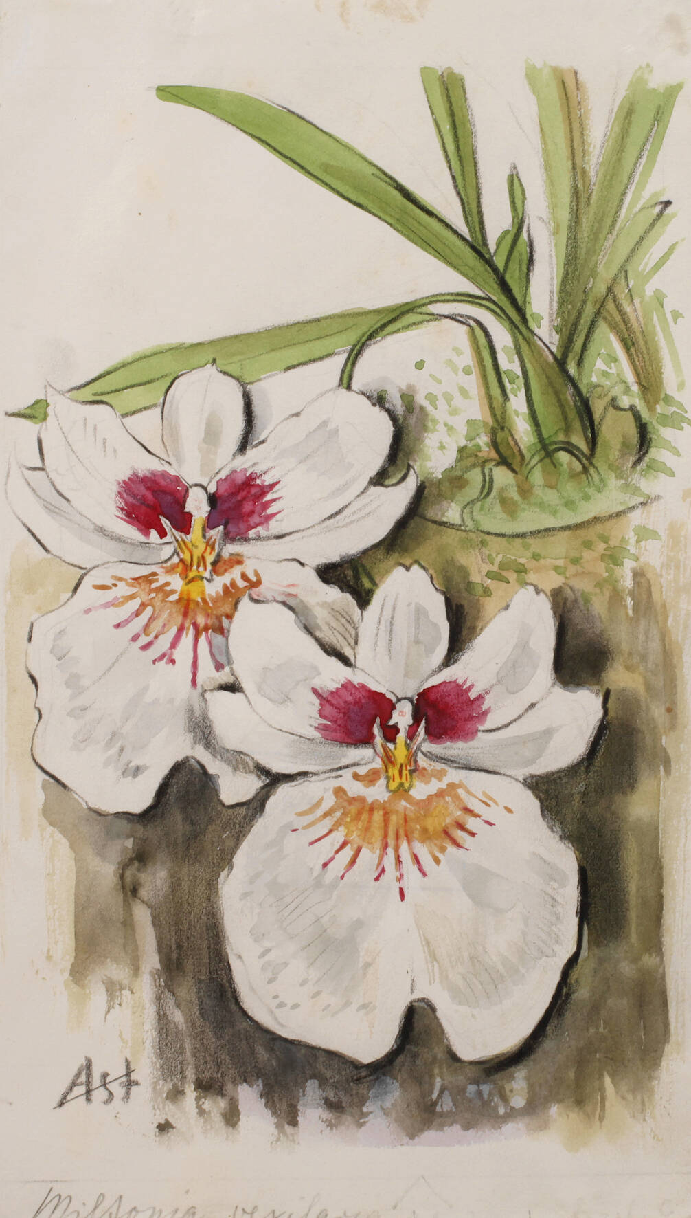 Prof. Albert Schaefer-Ast, Orchideenblüten