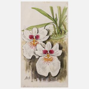 Prof. Albert Schaefer-Ast, Orchideenblüten