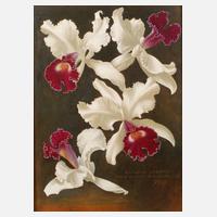 Franz Xaver Braunmiller, Orchideenblüten111