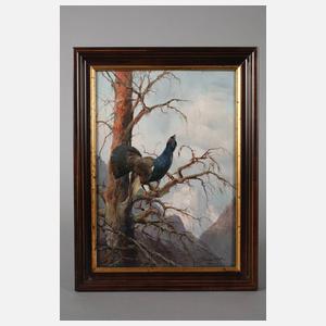 Max Hänger sen., Balzender Auerhahn