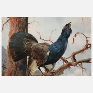 Max Hänger sen., Balzender Auerhahn