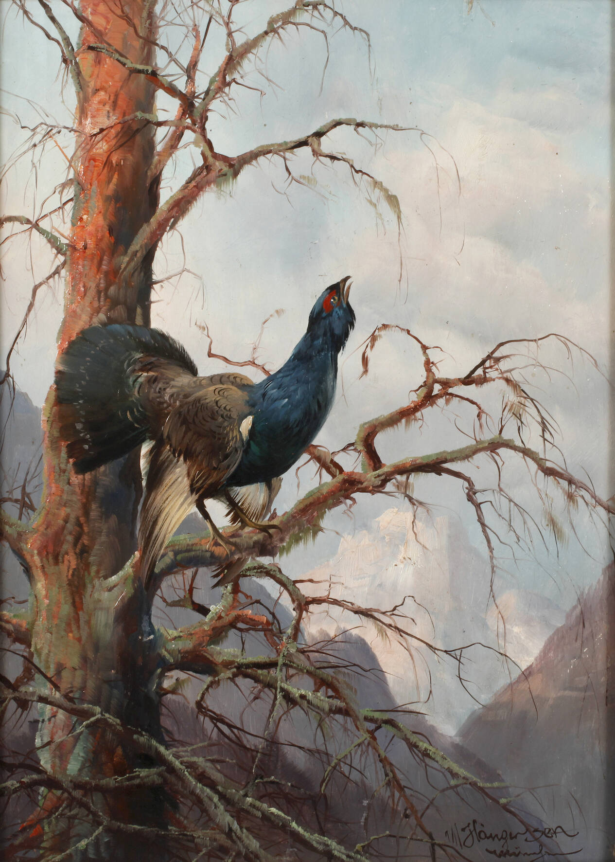 Max Hänger sen., Balzender Auerhahn