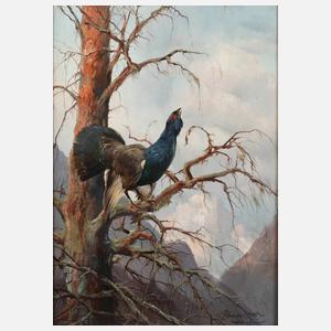 Max Hänger sen., Balzender Auerhahn