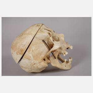 Medizinisches Anschauungsmodell