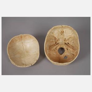 Medizinisches Anschauungsmodell