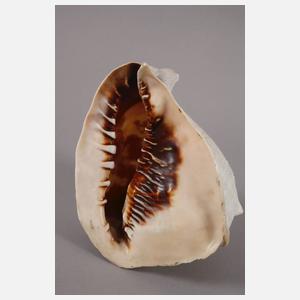 Feine Muschelschnitzerei