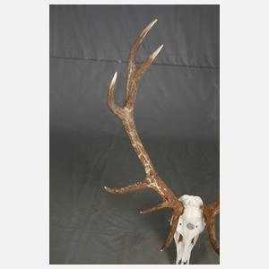 Große Jagdtrophäe
