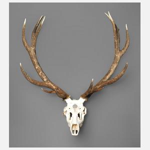 Große Jagdtrophäe