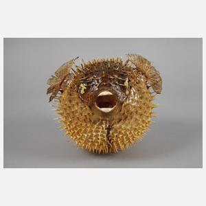 Tierpräparat Kugelfisch