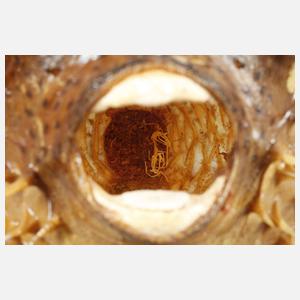 Tierpräparat Kugelfisch