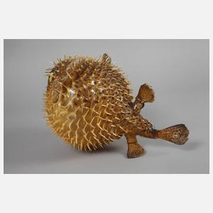 Tierpräparat Kugelfisch