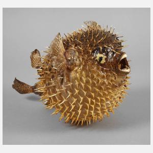 Tierpräparat Kugelfisch